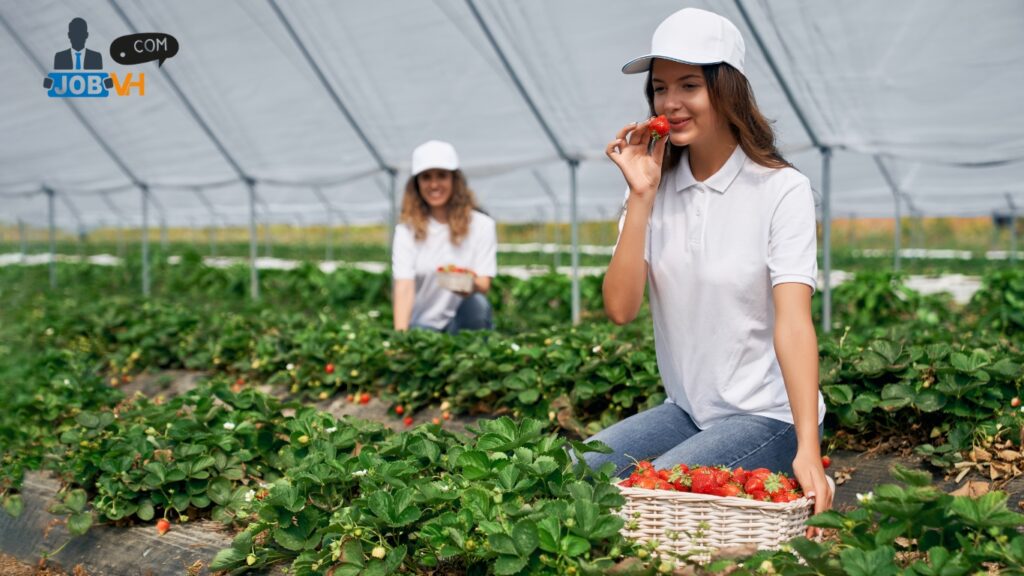 Fruit Farm Worker Jobs in Canada