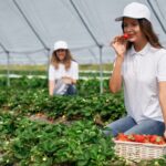 Fruit Farm Worker Jobs in Canada